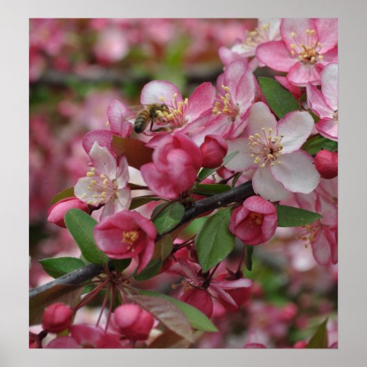 Crab Apple Blossoms Poster (Vorne)