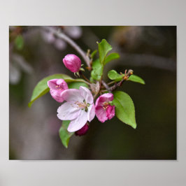 Crab Apple Blume Poster