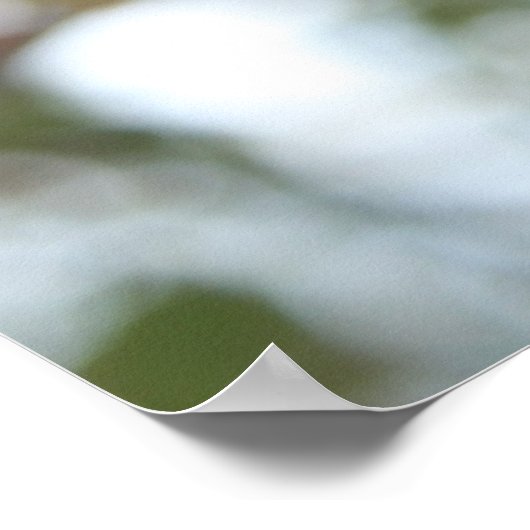 Crab Apple on Tree Poster (Ecke)