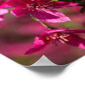 Crab Apple Shadows Poster (Ecke)