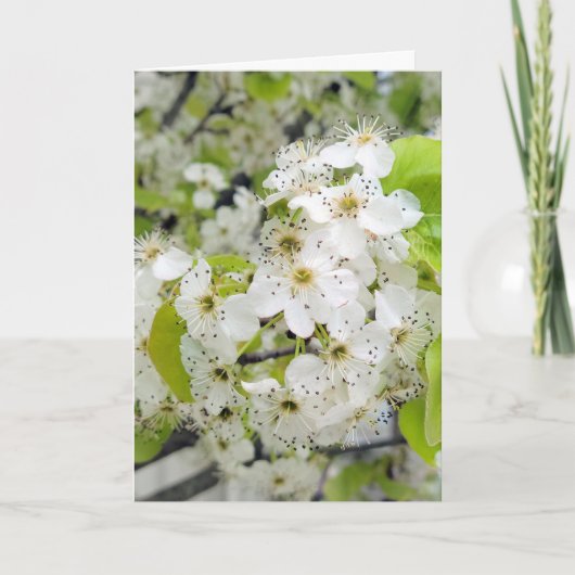 Crab Apple Tree Blossoms Beileid Karte (Vorderseite)
