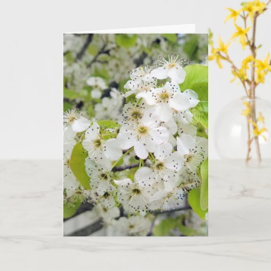 Crab Apple Tree Blossoms Beileid Karte (Gelbe Blume)