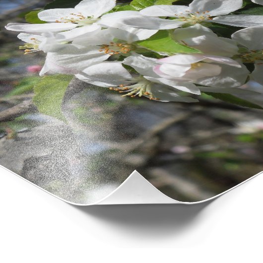 Crab Apple Tree Blüten Fotodruck (Ecke)