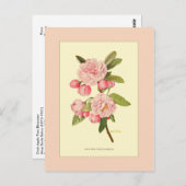 Crab Apple Tree Blüten Postkarte (Vorne/Hinten)