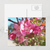 Crab Apple Tree in Bloom Postkarte (Vorne/Hinten)