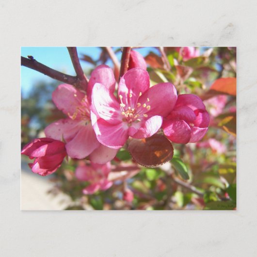 Crab Apple Tree in Bloom Postkarte (Vorderseite)