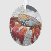 Crab-Foto Ornament (Vorderseite)