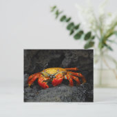 Crab Grapsus Grapsus von den Galapagos-Inseln Postkarte (Stehend Vorderseite)