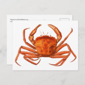 Crab Postcard - antike wissenschaftliche Illustrat Postkarte (Vorne/Hinten)