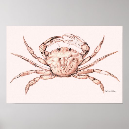 Crab Poster ~ Green Crab (Vorne)
