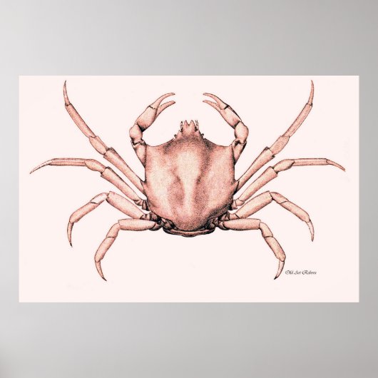 Crab Poster Kelp Crab (Vorne)