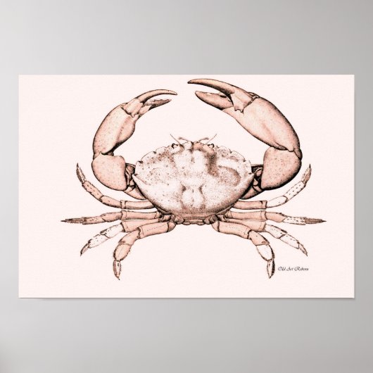 Crab Poster ~ Stone Crab (Vorne)