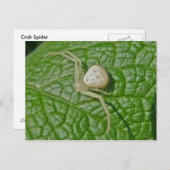 Crab Spider Postcard Postkarte (Vorne/Hinten)