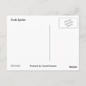 Crab Spider Postcard Postkarte (Rückseite)