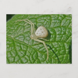 Crab Spider Postcard Postkarte