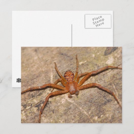 Crab Spider. Postkarte (Vorne/Hinten)