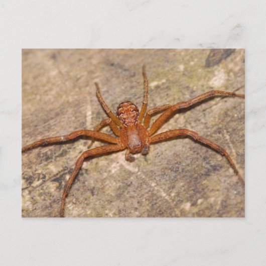 Crab Spider. Postkarte (Vorderseite)