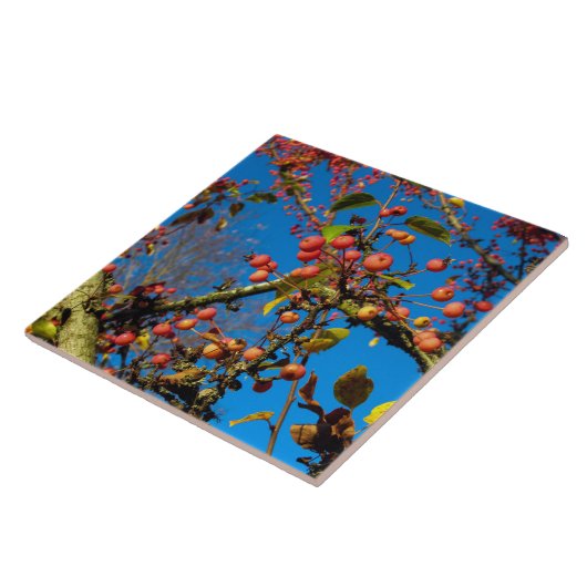 Crab wendet sich gegen eine Blue Sky Keramik Tile Fliese (Seite)