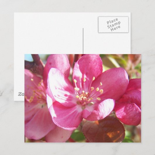 Crabappelblüten Postkarte (Vorne/Hinten)