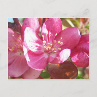 Crabappelblüten Postkarte