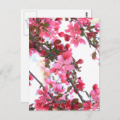 Crabapple Beauty Postkarte (Vorne/Hinten)