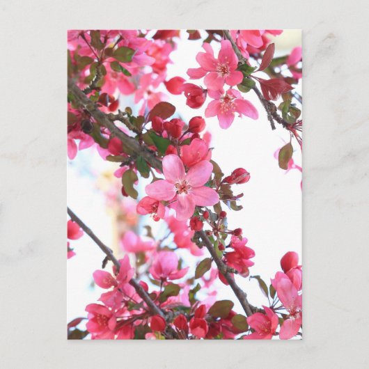 Crabapple Beauty Postkarte (Vorderseite)