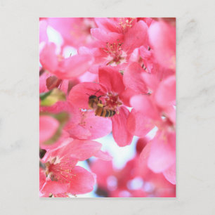 Crabapple Bees 2 Postkarte