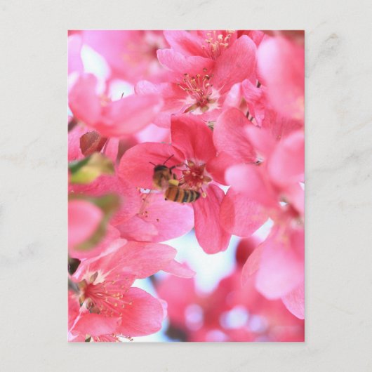 Crabapple Bees 2 Postkarte (Vorderseite)