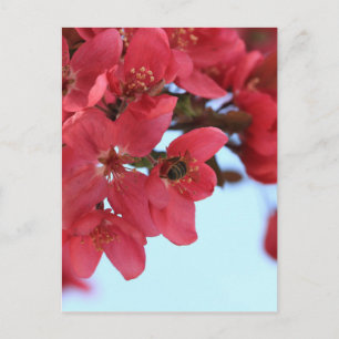 Crabapple Bees Postkarte