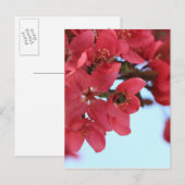 Crabapple Bees Postkarte (Vorne/Hinten)