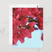 Crabapple Bees Postkarte (Vorne/Hinten)