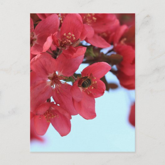 Crabapple Bees Postkarte (Vorderseite)