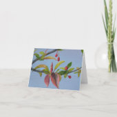 crabapple blossoms karte (Vorderseite)
