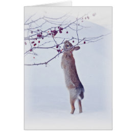 Crabapple Bunny - Kaninchen