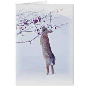 Crabapple Bunny - Kaninchen