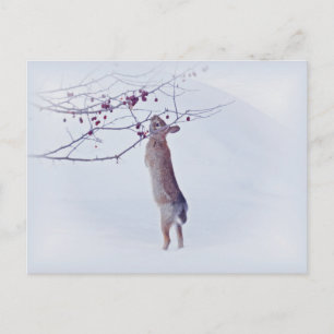 Crabapple Bunny - Kaninchen Postkarte