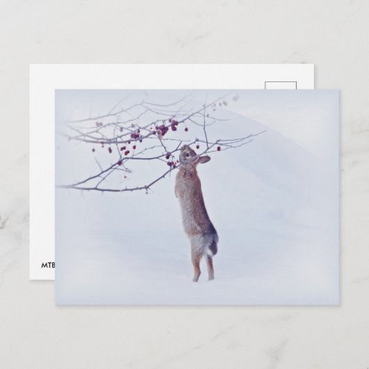 Crabapple Bunny - Rabbit Postkarte (Vorne/Hinten)