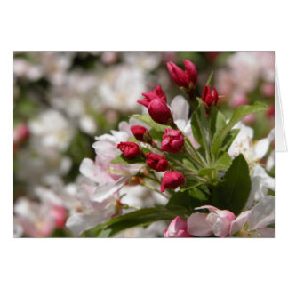 Crabapple Knospen
