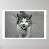 Crabby Cat Poster (Vorne)