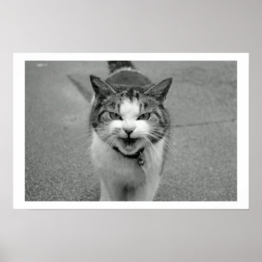 Crabby Cat Poster (Vorne)