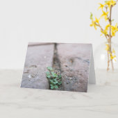 Crack Ivy by Richard Dodd Karte (Gelbe Blume)