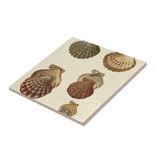 Crackig Antike Muscheln Fliese (Seite)