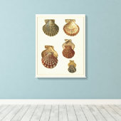 Crackig Antike Muscheln Leinwanddruck (Insitu (Holzboden))