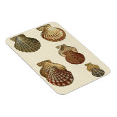Crackig Antike Muscheln Magnet (Rechte Seite)