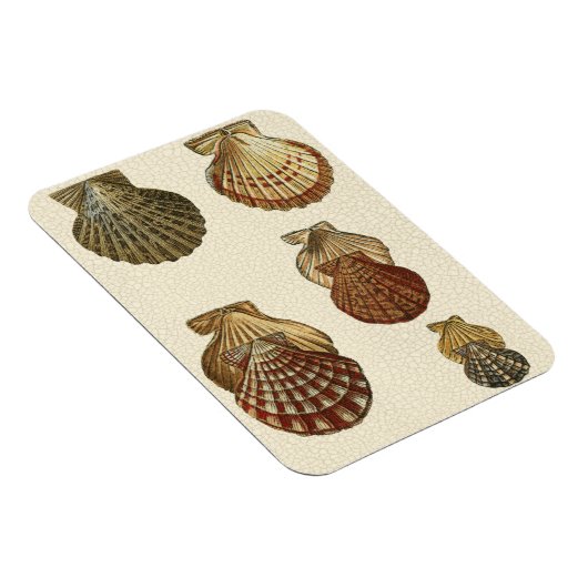 Crackig Antike Muscheln Magnet (Rechte Seite)
