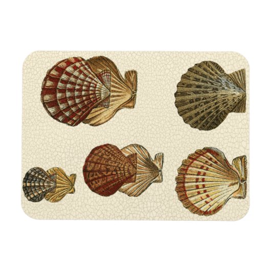 Crackig Antike Muscheln Magnet (Horizontal)