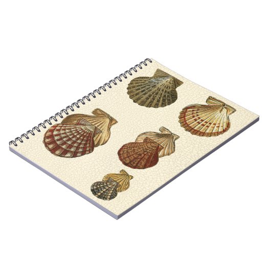 Crackig Antike Muscheln Notizblock (Linke Seite)