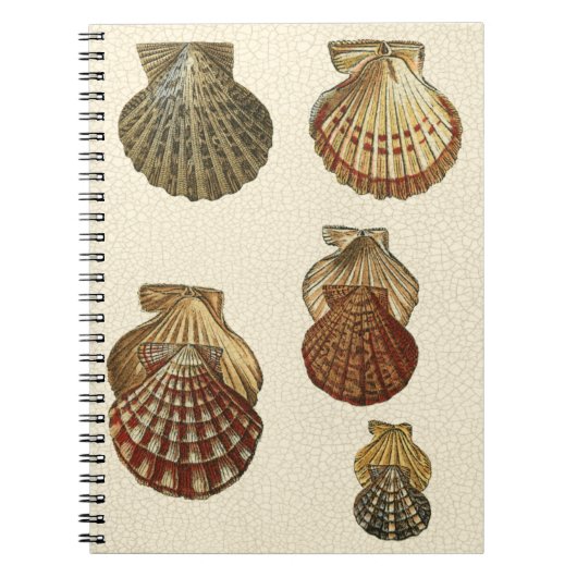 Crackig Antike Muscheln Notizblock (Vorderseite)