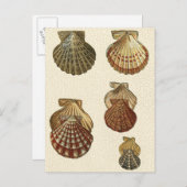 Crackig Antike Muscheln Postkarte (Vorne/Hinten)