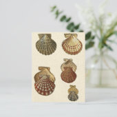 Crackig Antike Muscheln Postkarte (Stehend Vorderseite)